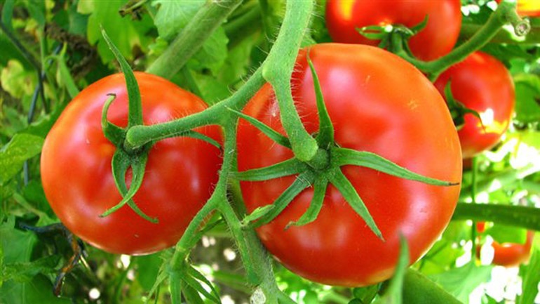 ntomates