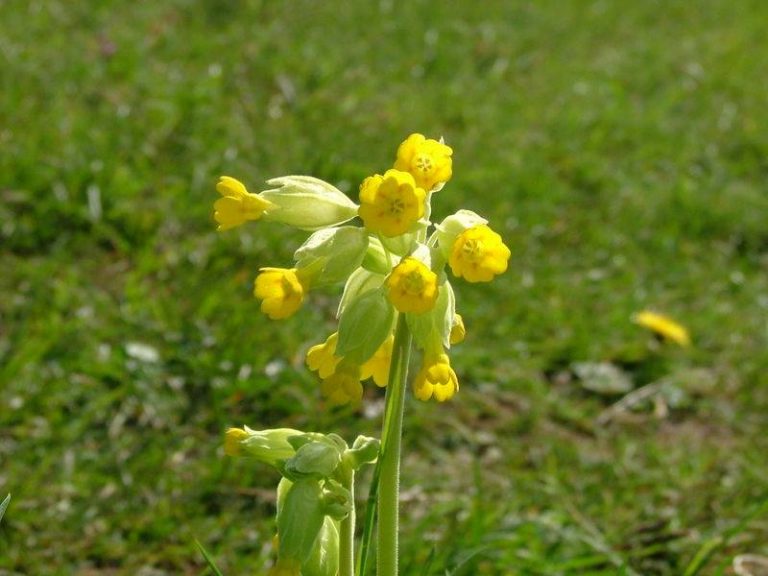 antos drosopigi