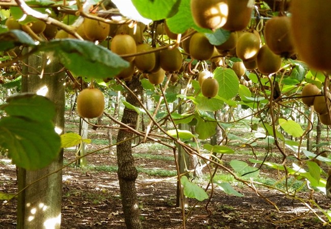 aktinidia artas