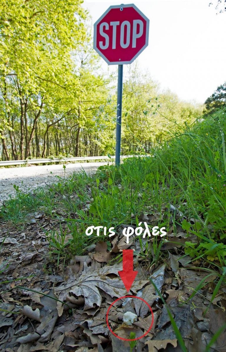 dolomata ornitologiki1