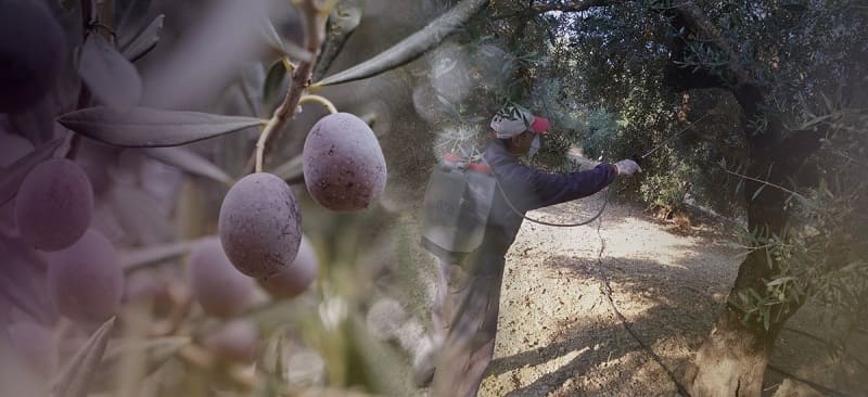 dakoktonia psekasmoi