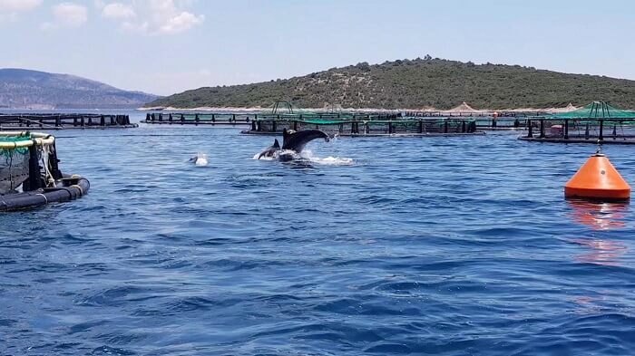 agios tomas katarismoi