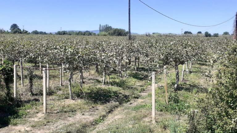 aktinidia arta zimies