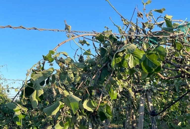 Πληρωμές από τον ΕΛΓΑ για ζημιές στην παραγωγή της Άρτας