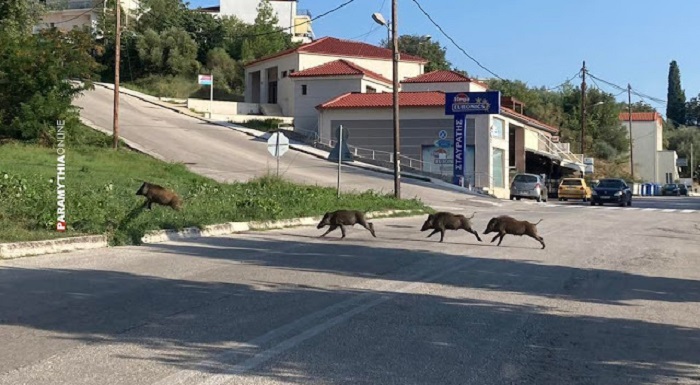 agriogourouna paramythia 1