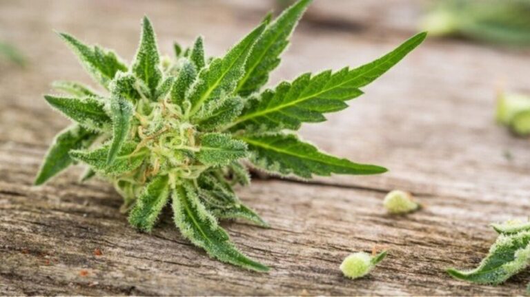 farmakeutiki kannavi