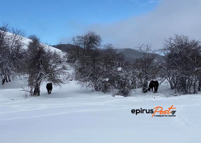 EpirusPost • Ειδήσεις, Ιωάννινα, Άρτα, Πρέβεζα, Θεσπρωτία • aloga metsovo