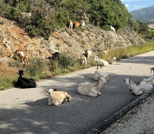 EpirusPost • Ειδήσεις, Ιωάννινα, Άρτα, Πρέβεζα, Θεσπρωτία • katsikia dromos