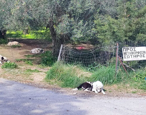 EpirusPost • Ειδήσεις, Ιωάννινα, Άρτα, Πρέβεζα, Θεσπρωτία • neoxori adespota1