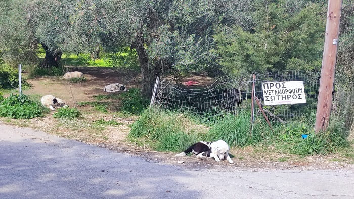 EpirusPost • Ειδήσεις, Ιωάννινα, Άρτα, Πρέβεζα, Θεσπρωτία • neoxori adespota1