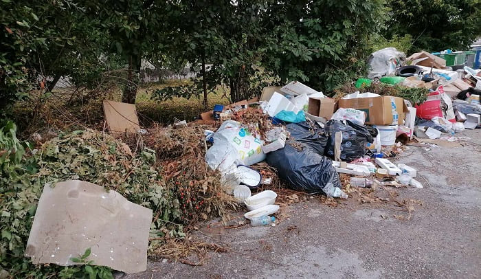 seismoplikta skopidia