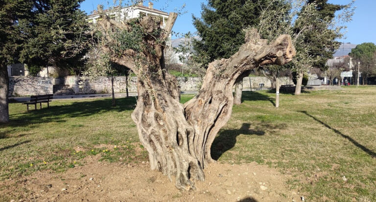 Στο Πάρκο Ηρώων Πολυτεχνείου η υπεραιωνόβια ελιά!