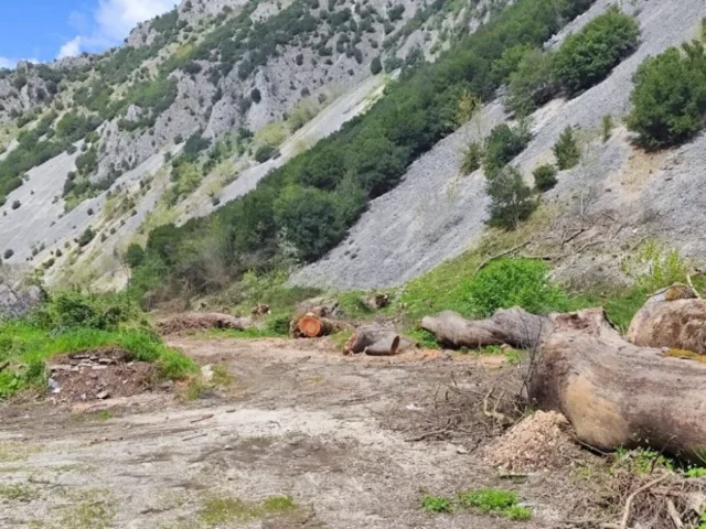 louros platanodasos3