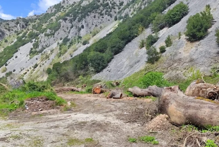 louros platanodasos3