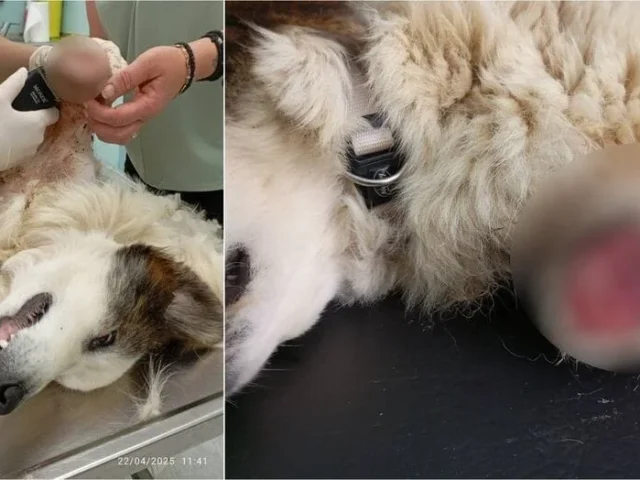 skilos akrotiriasmos (1)