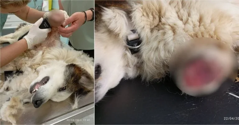 skilos akrotiriasmos (1)