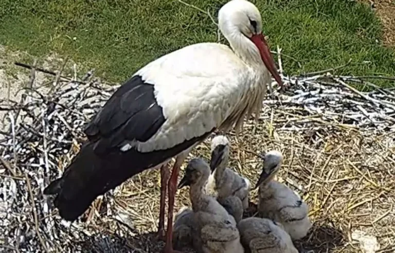 pelargos folia filippiada