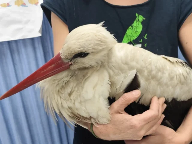 pelargos traumatismenos