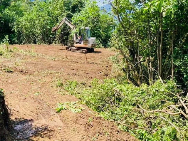 mikro papigko viologikos