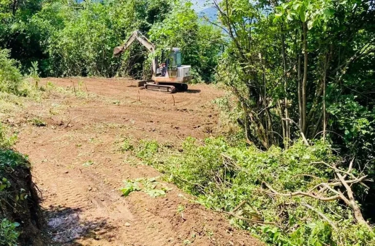 mikro papigko viologikos