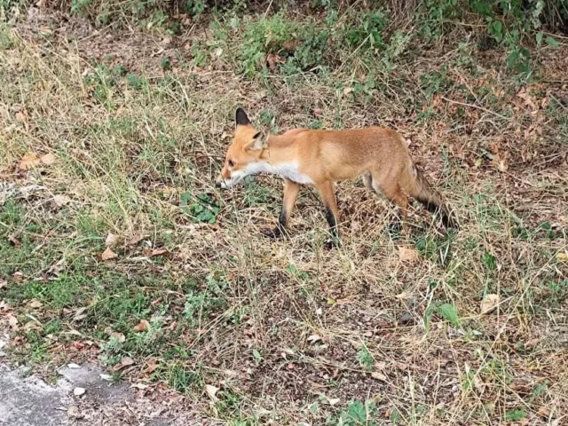 alepou pezodromos ()