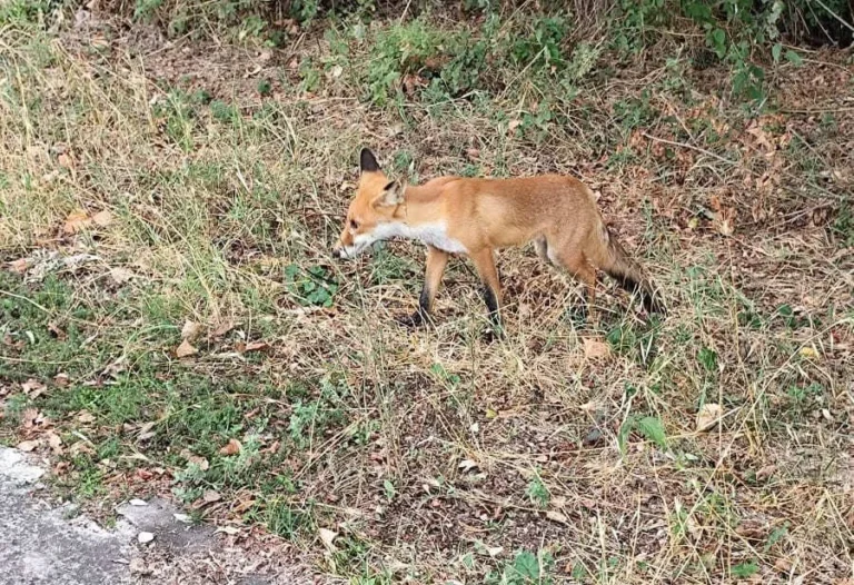 alepou pezodromos ()