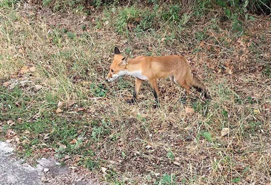 alepou pezodromos ()