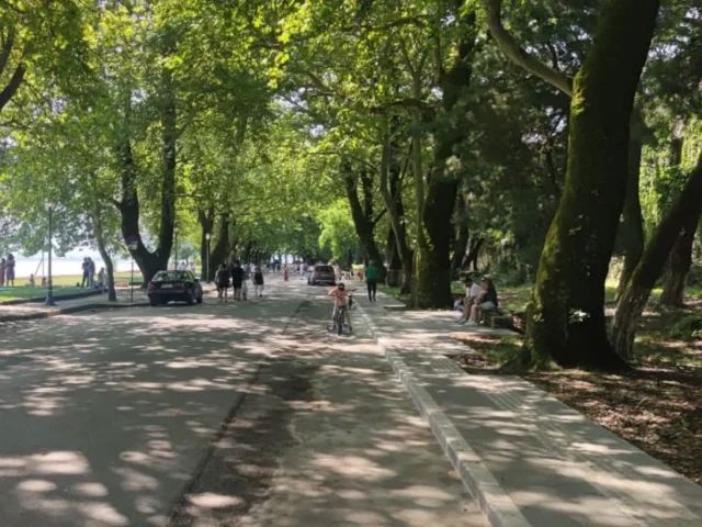 platania paralimnios ()