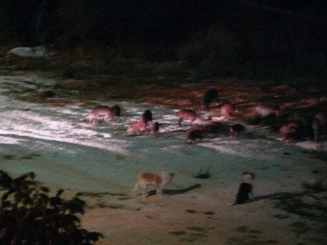 neoxoropoulo agrioxoiroi zon