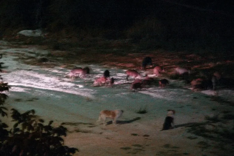 neoxoropoulo agrioxoiroi zon