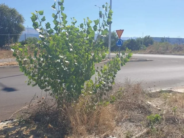 vlastisi daktilios zon