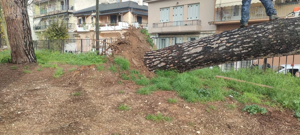 Ιωάννινα: Πανύψηλο πεύκο ξεριζώθηκε στην Ακαδημία – Σοκ για γονείς και μαθητές 2 dentro akadimia