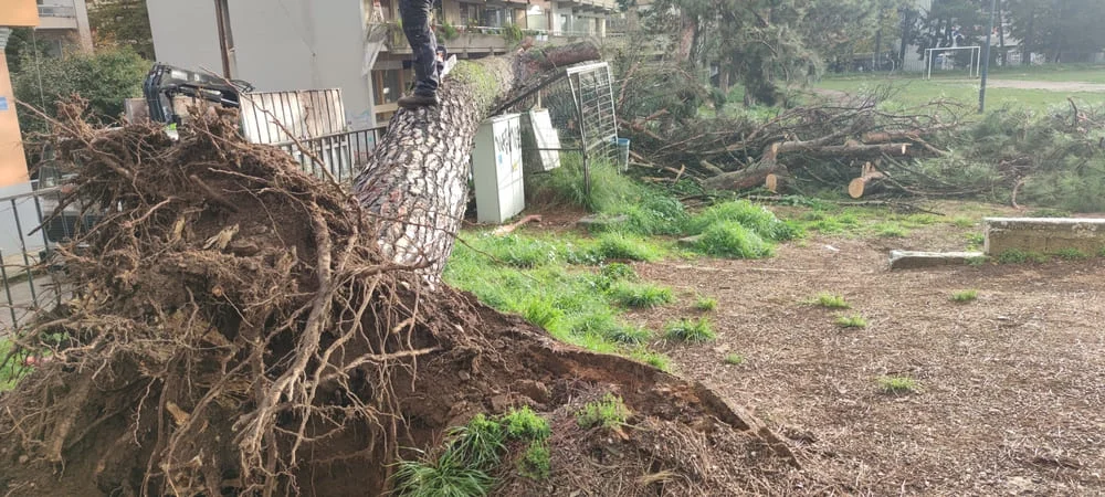 Ιωάννινα: Πανύψηλο πεύκο ξεριζώθηκε στην Ακαδημία – Σοκ για γονείς και μαθητές 1 dentro akadimia