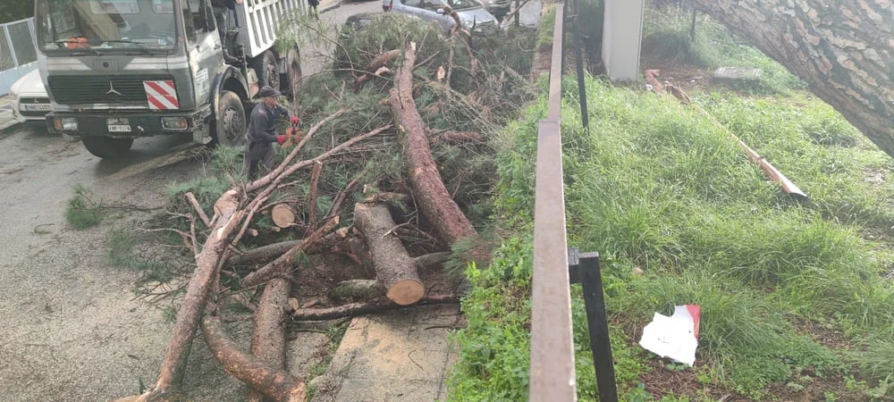 Ιωάννινα: Πανύψηλο πεύκο ξεριζώθηκε στην Ακαδημία – Σοκ για γονείς και μαθητές 3 dentro akadimia