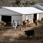 elegxoi opekepe ligkiades