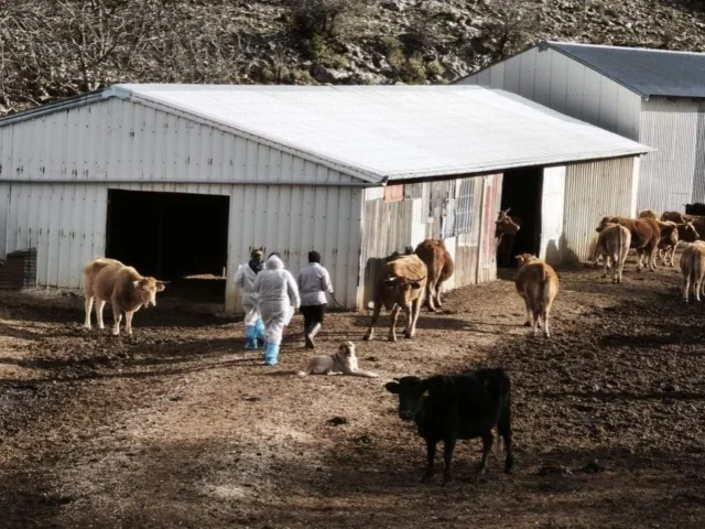 elegxoi opekepe ligkiades