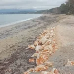 podilatodromos monoliti