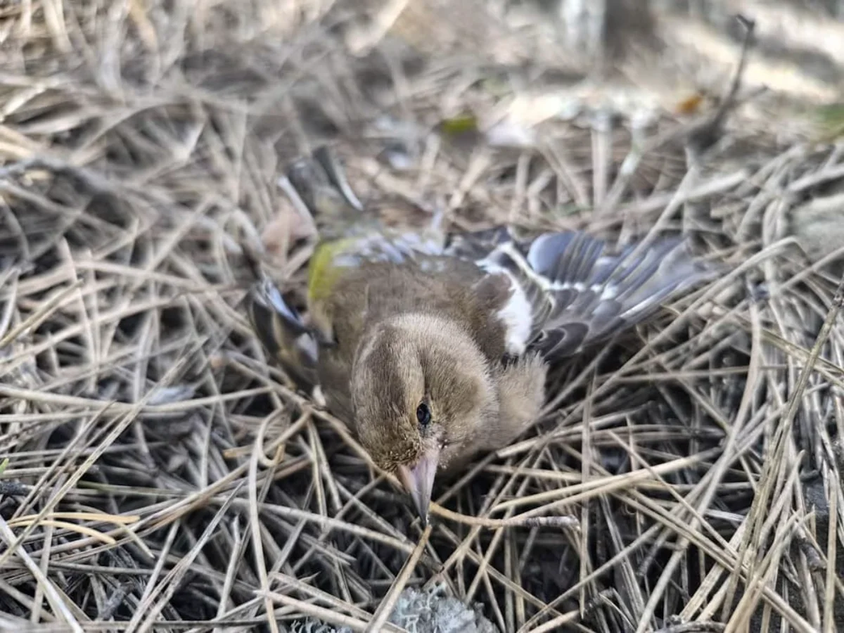 Περιβαλλοντικό έγκλημα στον Γράμμο- 150 δηλητηριασμένα δολώματα «έσπειραν» τον θάνατο στην Αετομηλίτσα 2 grammos dolomata