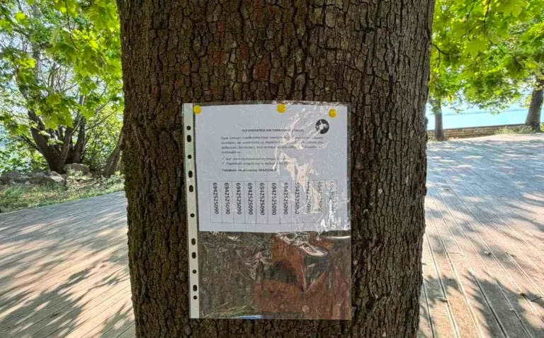 platanos diafimisi