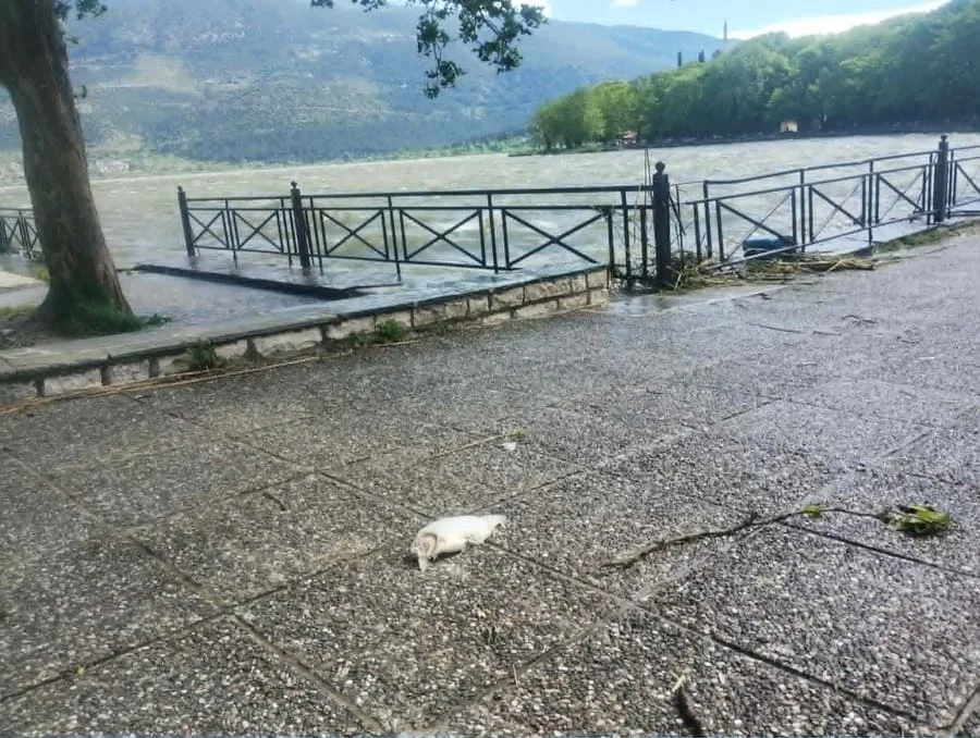 psaria pezodromos