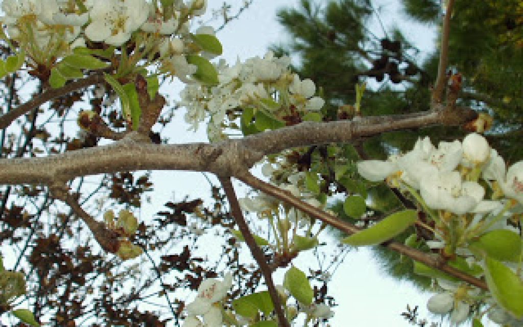 PORTOKALIA LOYLOYDIA