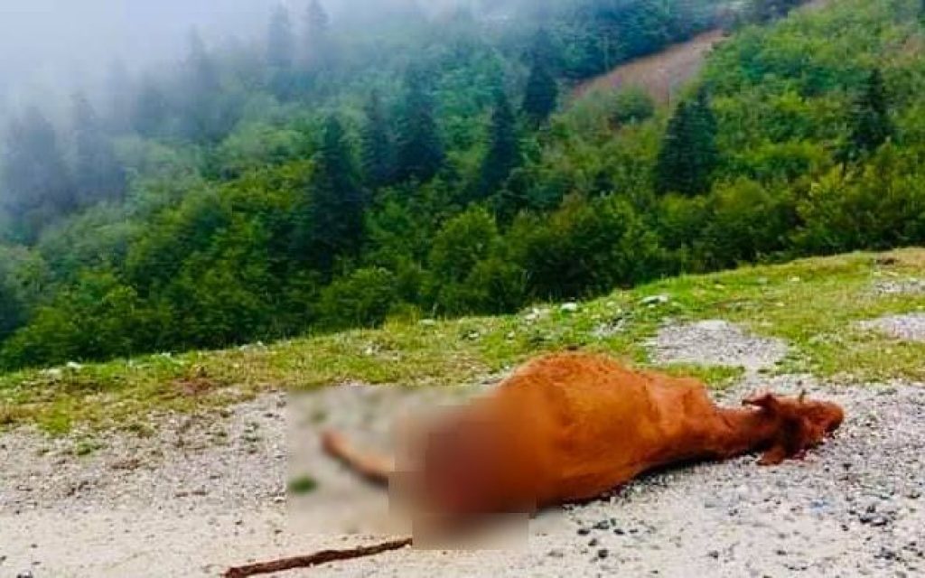 agelada likos katara