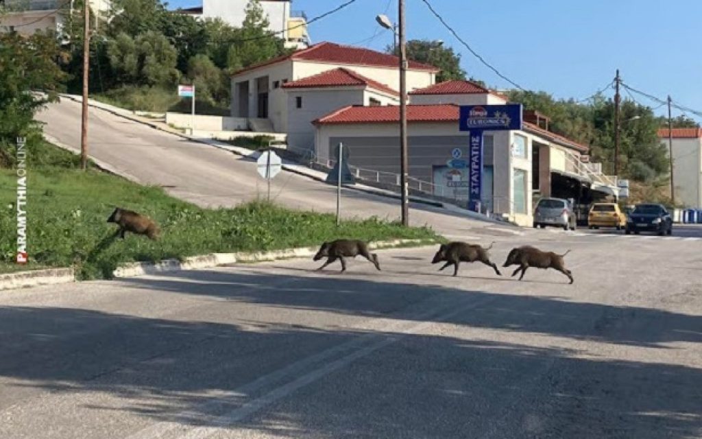 agriogourouna paramythia 1