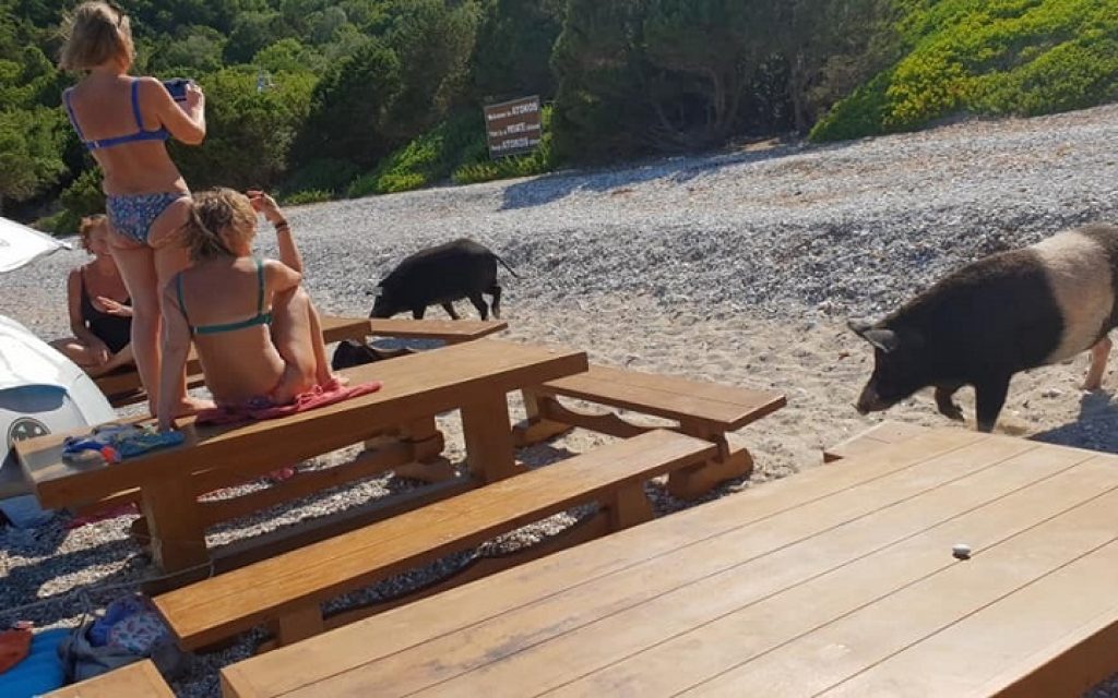 agriogourouna paralia1