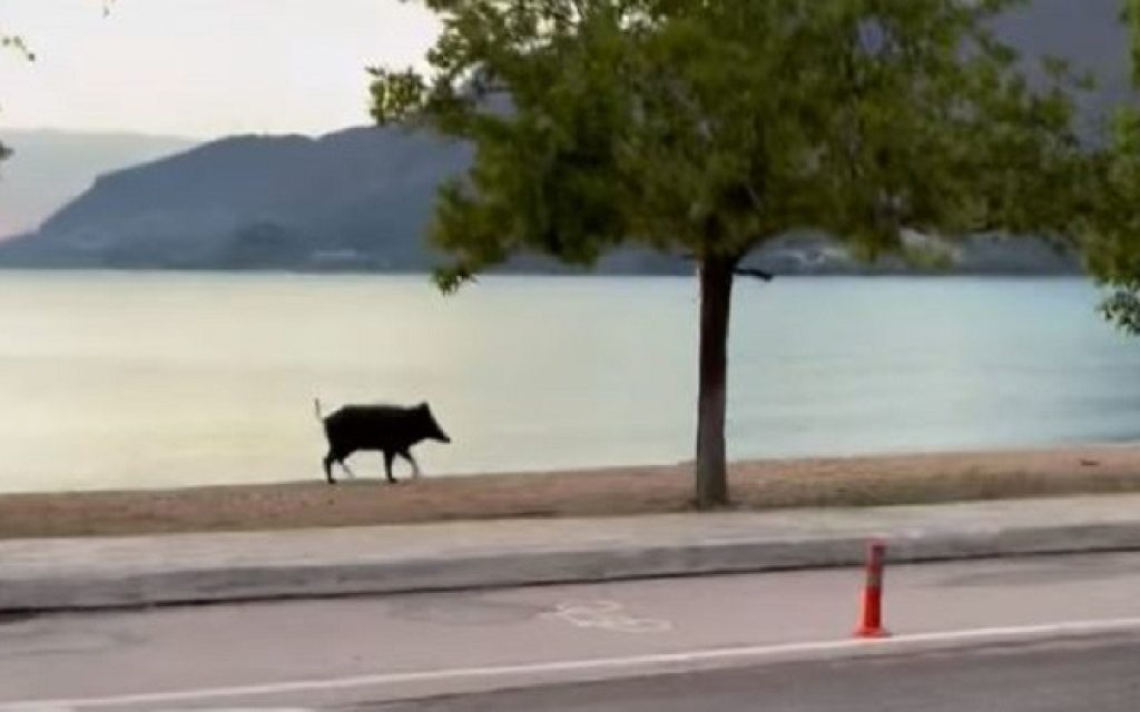 agriogourouno plataria