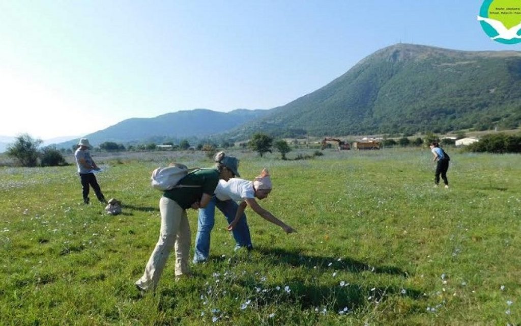 akrida