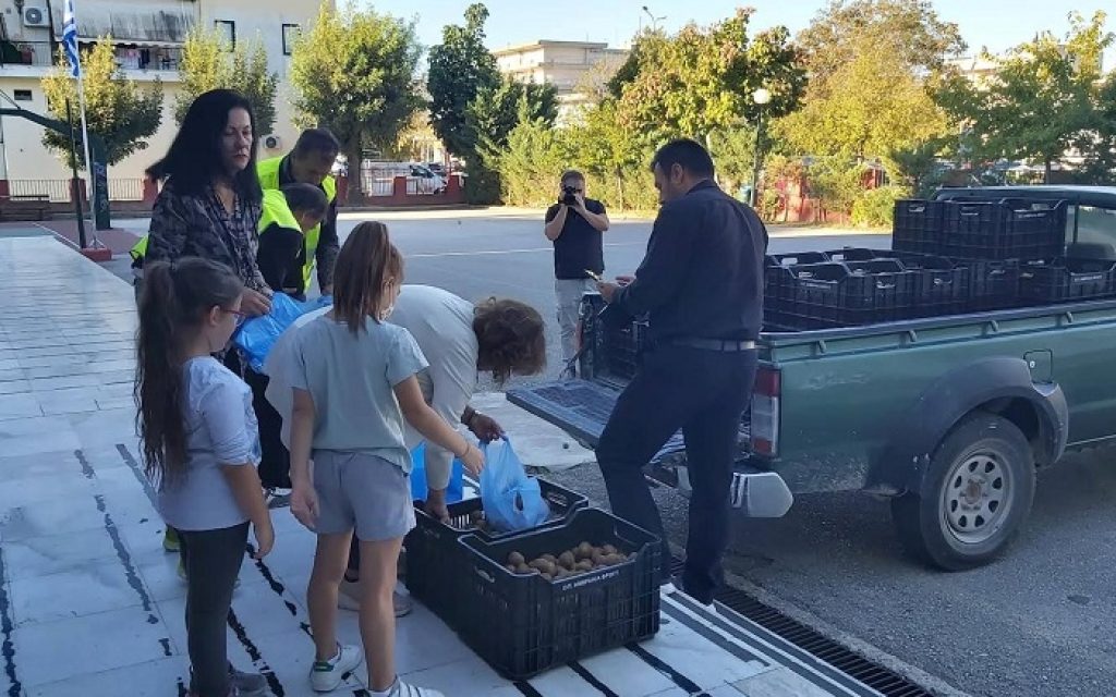 aktinidia arta matites