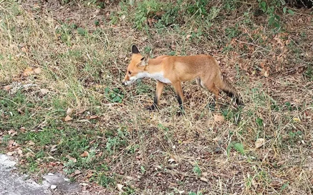 alepou pezodromos ()