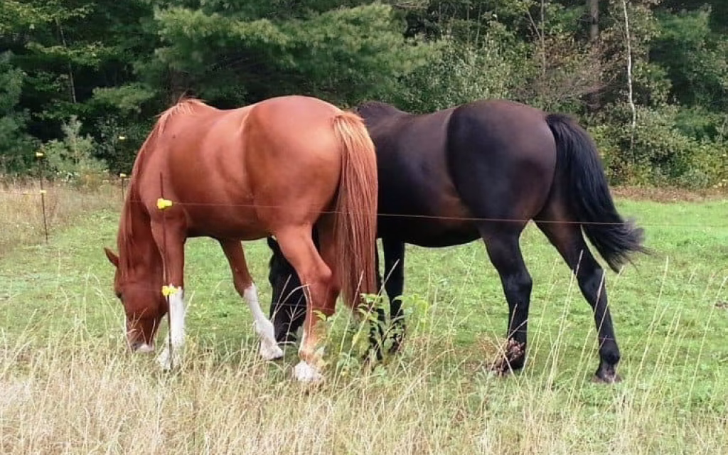 aloga fisi