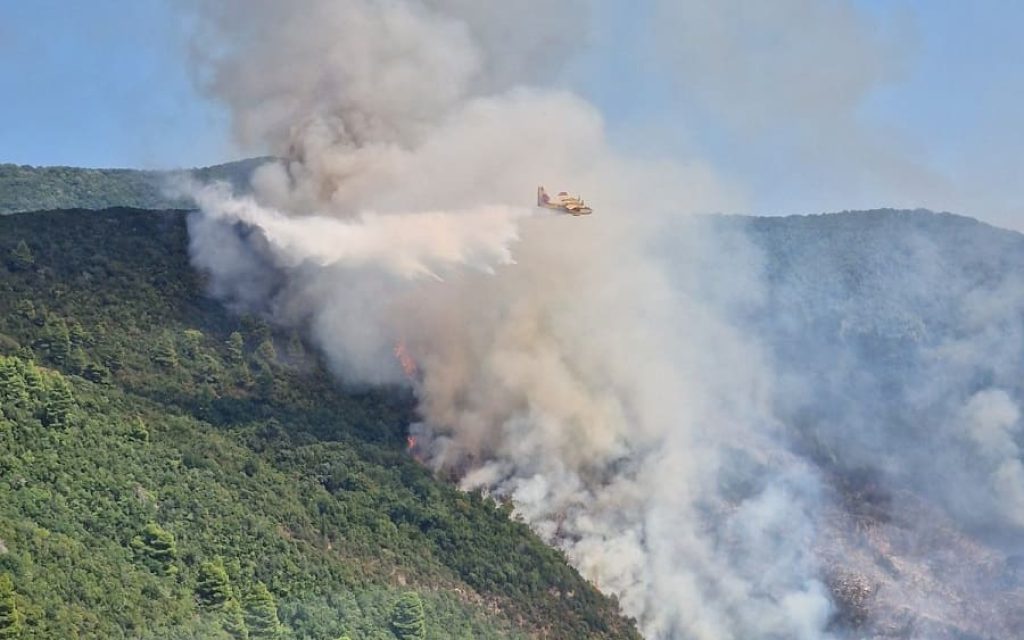 amarantos fotia daso